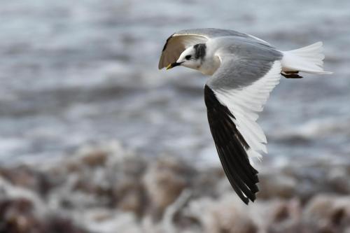 Mouette de Sabine