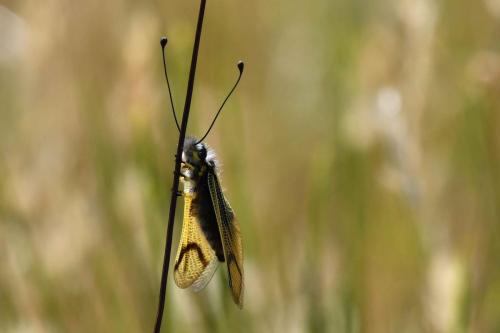 Ascalaphe ambré (Libelloides longicornis)