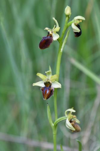Ophrys araignée (Ophrys aranifera)