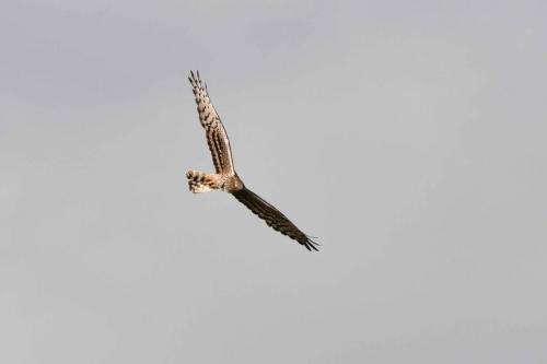 Busard cendré (femelle)