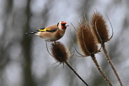Chardonneret élégant