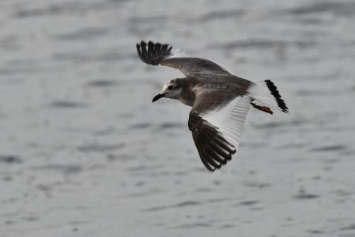 Mouette de Sabine