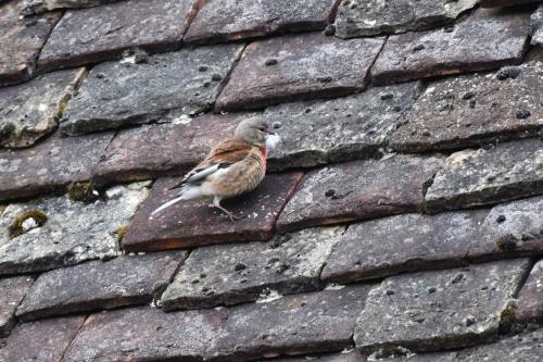 Linotte mélodieuse