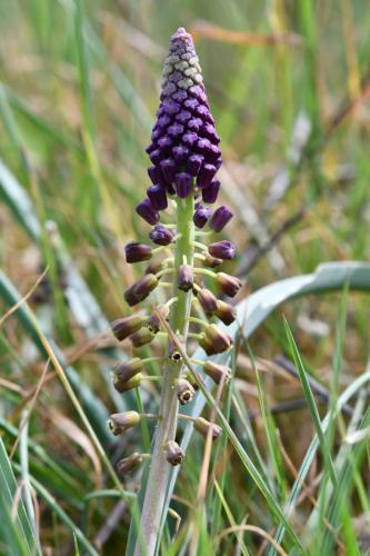 Muscari à toupet