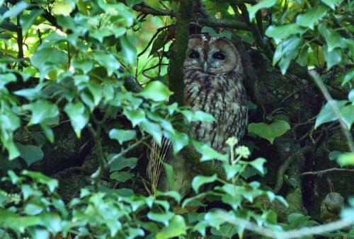 Chouette hulotte