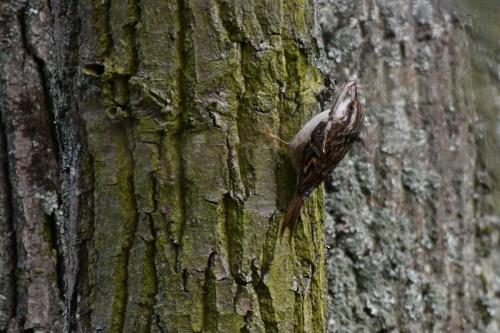 Grimpereau des jardins
