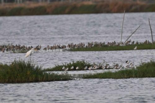 Limicoles à Bang Tabun