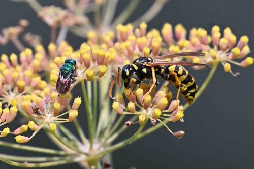 Chryside et Guêpe