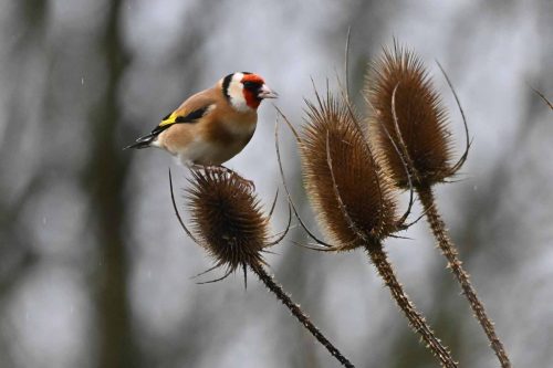 Chardonneret élégant