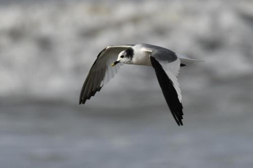 Mouette de Sabine