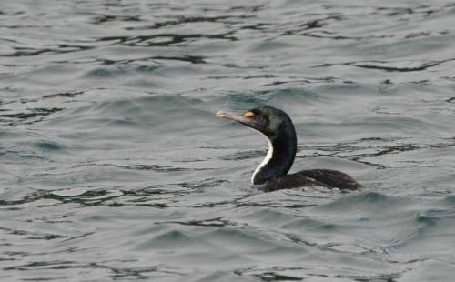 Cormoran caronculé