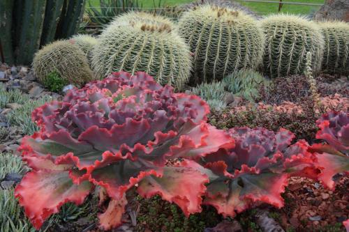 Jardin botanique royal