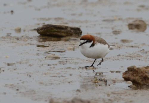Gravelot à tête rousse