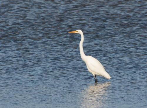 Grande Aigrette