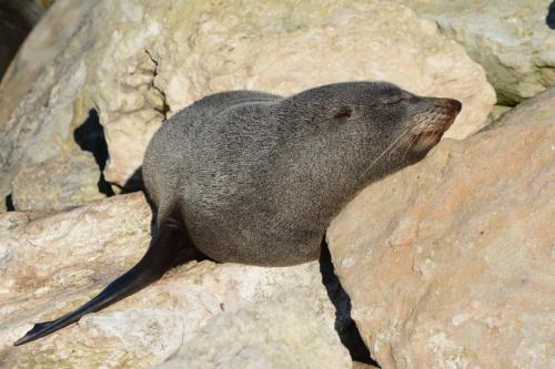 Otarie à fourrure de Nouvelle-Zélande