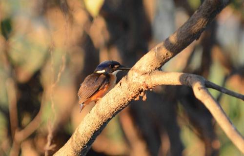 Martin-pêcheur à dos bleu
