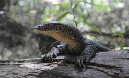 Varan dans le parc animalier du Territoire du nord