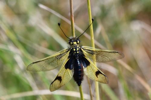Ascalaphe ambré (Libelloides longicornis)