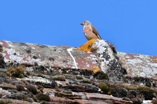 Linotte mélodieuse