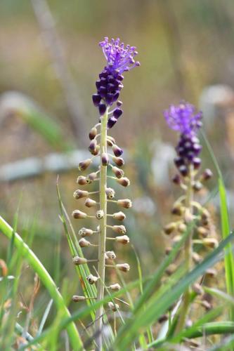 Muscari à toupet