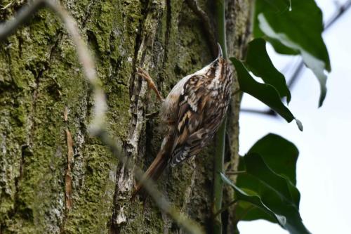 Grimpereau des jardins