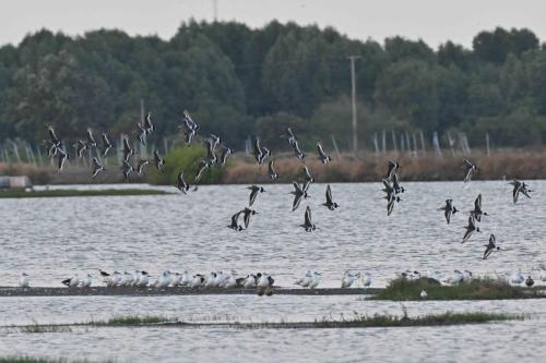Barges à queue noire
