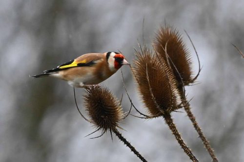 Chardonneret élégant