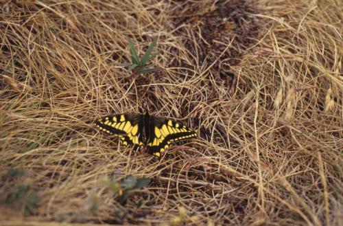 Parc national de Denali - "Swallowtail"