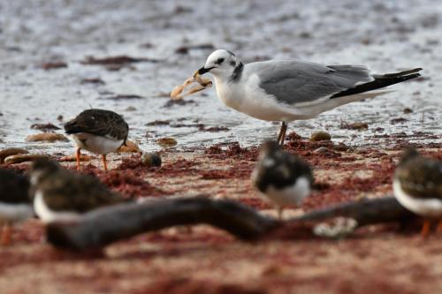 Mouette de Sabine