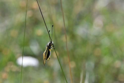 Ascalaphe ambré (Libelloides longicornis)