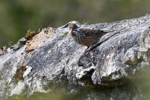 Linotte mélodieuse (femelle)
