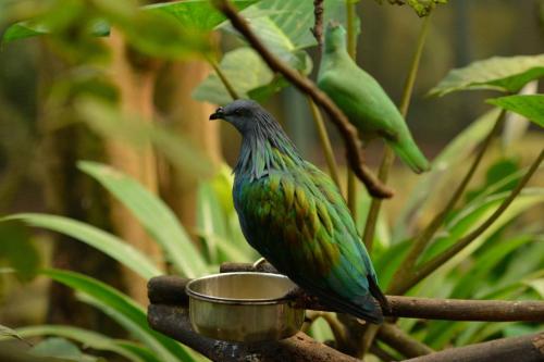 Pigeon nicobar