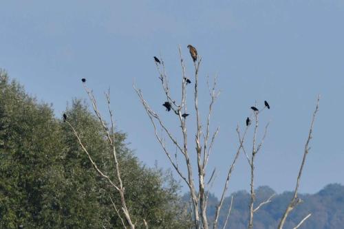 Jeune Pygargue à queue blanche et son escorte de Corneilles noires