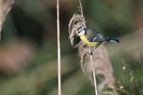 Mésange bleue