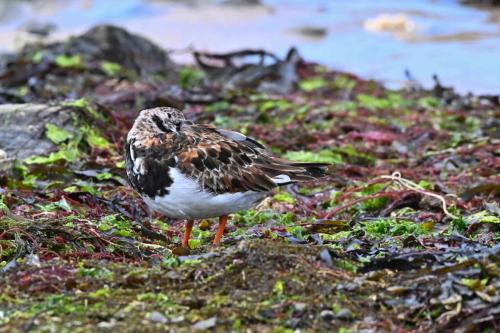 Tournepierre à collier