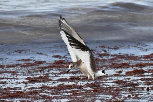 Mouette de Sabine