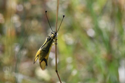 Ascalaphe ambré (Libelloides longicornis)