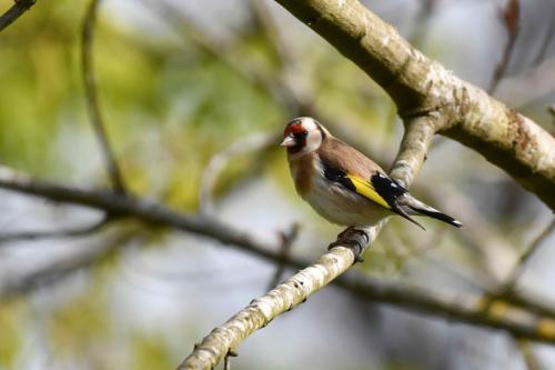 Chardonneret élégant