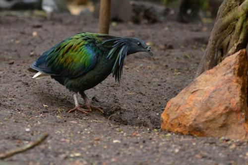 Pigeon nicobar