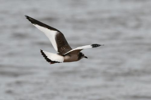 Mouette de Sabine