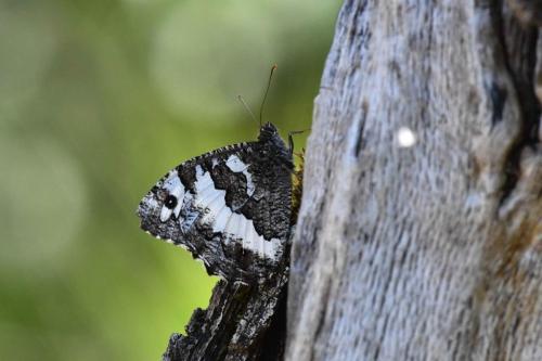 Silène (Brintesia circe)