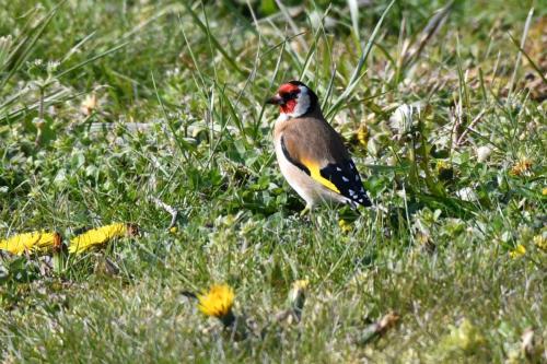 Chardonneret élégant