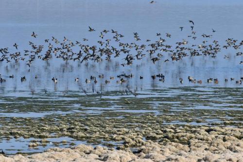 Vol de Sarcelles d'hiver