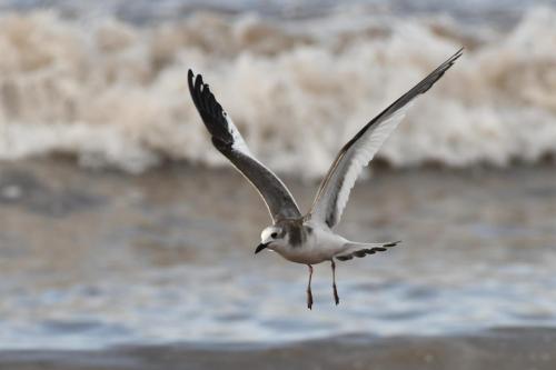 Mouette de Sabine
