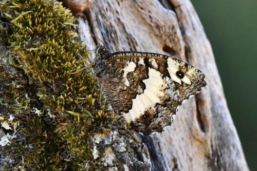 Silène (Brintesia circe)