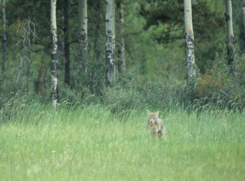 Coyote