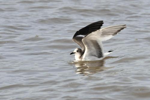 Mouette de Sabine