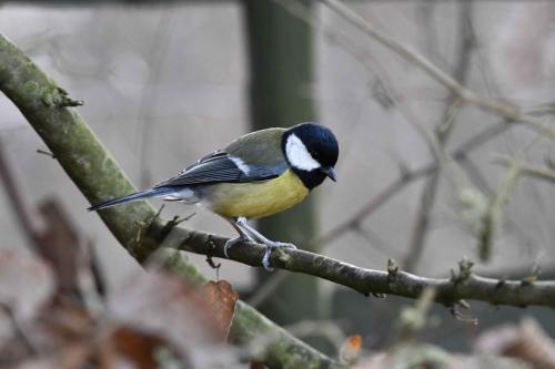 Mésange charbonnière