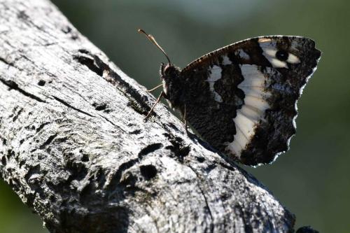 Silène (Brintesia circe)