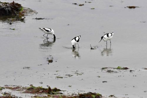 Avocettes élégantes